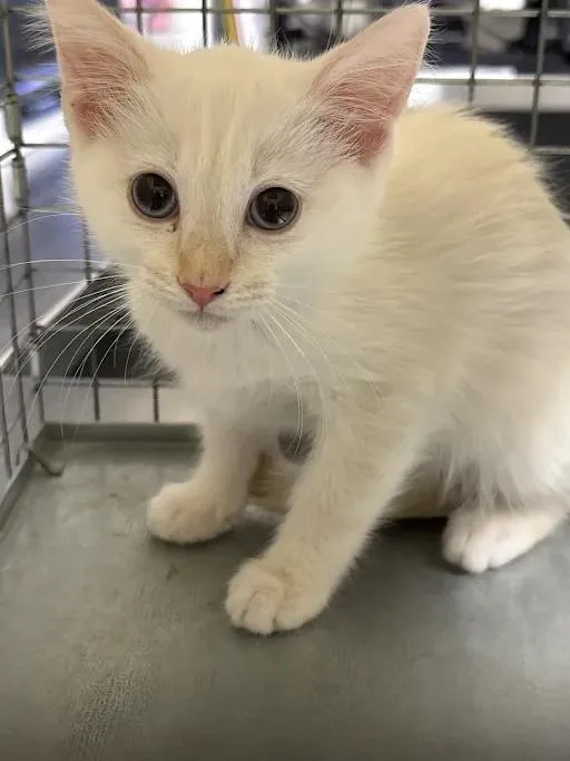 A baby small-sized female Domestic Short Hair cat named Cottonball for adoption in Las Vegas, NV