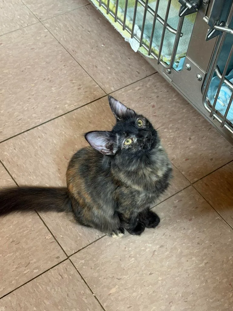 A baby medium-sized female Domestic Short Hair cat named Shelly for adoption in Marianna, FL