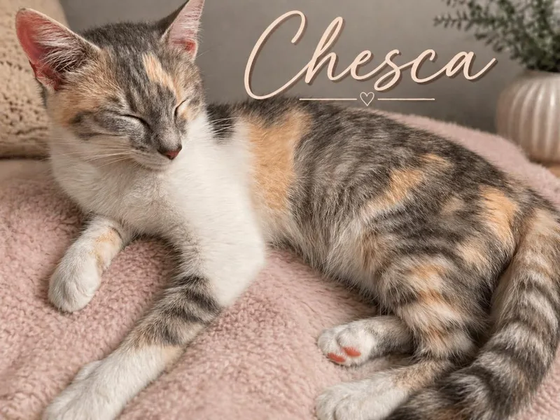 A young large-sized female Domestic Short Hair cat named Chesca for adoption in Dalton, GA