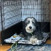 An adult medium-sized female Sheepadoodle dog named Ellie Mae for adoption in Monticello, NY