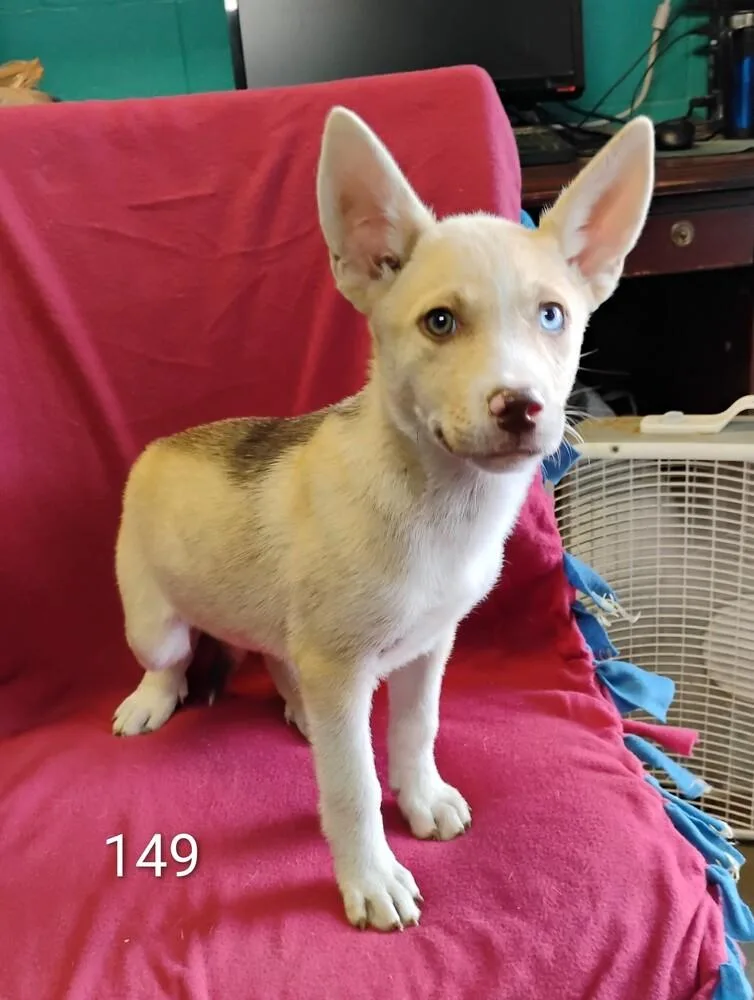 A baby medium-sized female Husky dog named Anne for adoption in New Lexington, OH