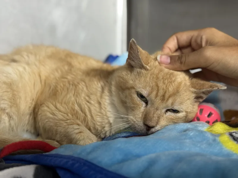 Marc Anthony thumbnail 3