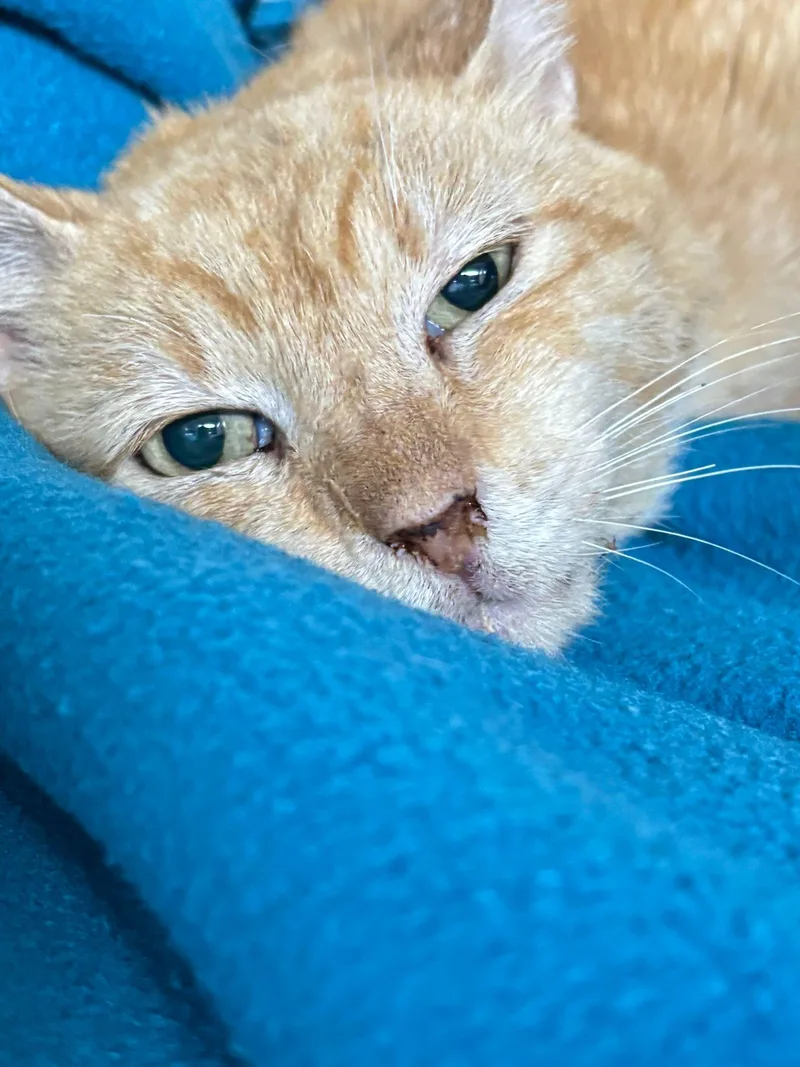 Marc Anthony thumbnail 4