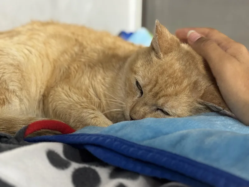 Marc Anthony thumbnail 5