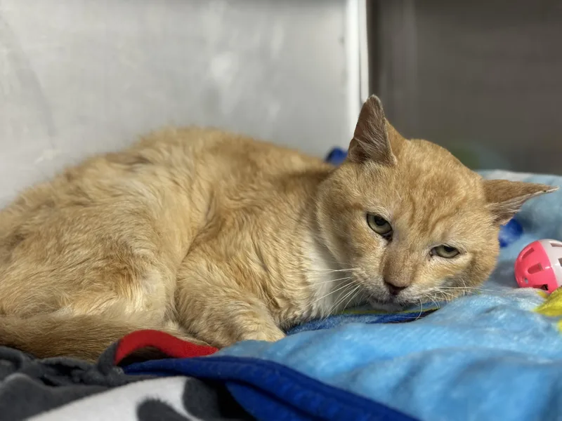 Marc Anthony thumbnail 6