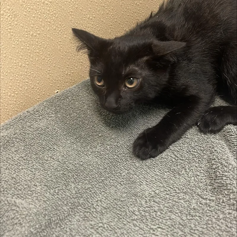 A baby small-sized male Black Domestic Short Hair cat named Naranja for adoption in Tacoma, WA