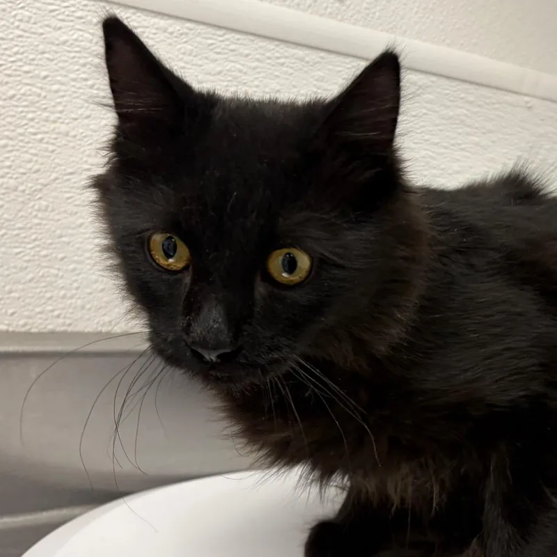 A young medium-sized male Black Domestic Medium Hair cat named Salvation Stray for adoption in Henderson, NV