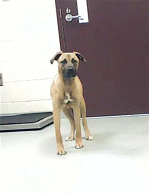 A young medium-sized male Black Mouth Cur dog named Augustus for adoption in Fayetteville, NC