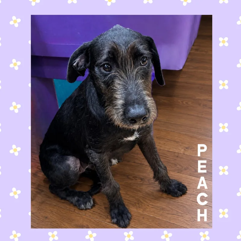 A young medium-sized female Terrier dog named Peach for adoption in Mokena, IL