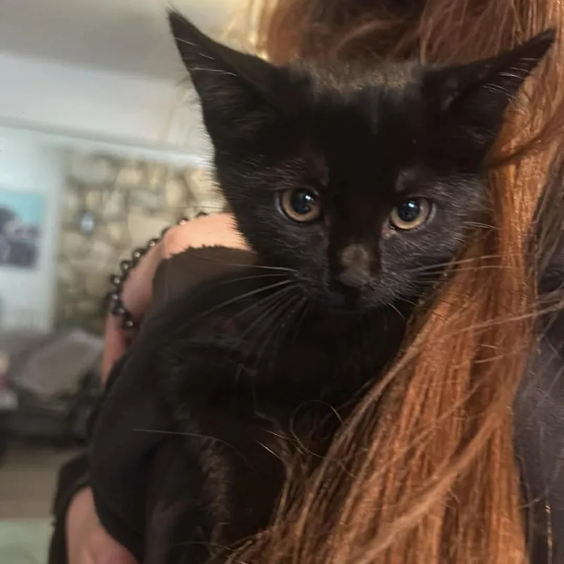 A baby medium-sized female Black Domestic Short Hair cat named Nebula Chino Hills for adoption in Chino Hills, CA