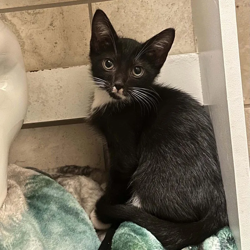A baby medium-sized male Black & White / Tuxedo Domestic Short Hair cat named Murasaki for adoption in Candler, NC