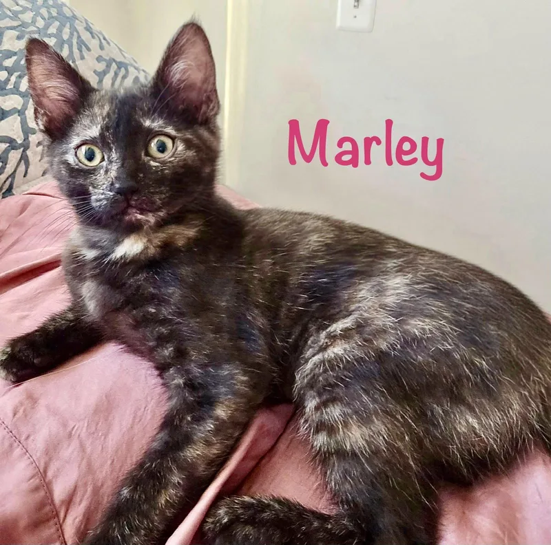 A baby medium-sized female Domestic Short Hair cat named Marley for adoption in Reston, VA