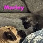 Marley thumbnail 2
