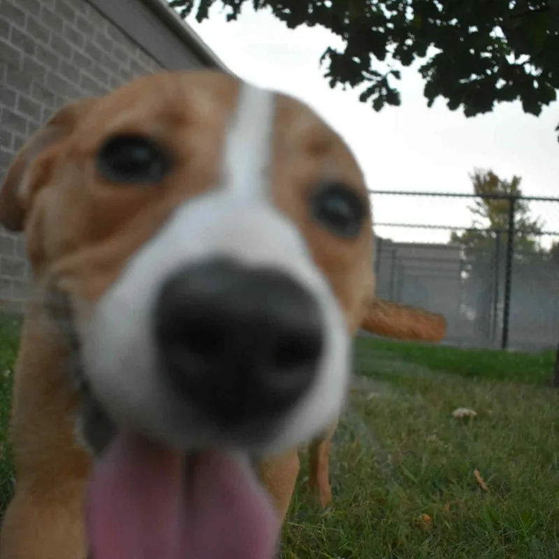 A young medium-sized female Yellow / Tan / Blond / Fawn Australian Cattle Dog / Blue Heeler dog named Rumi for adoption in Valparaiso, IN