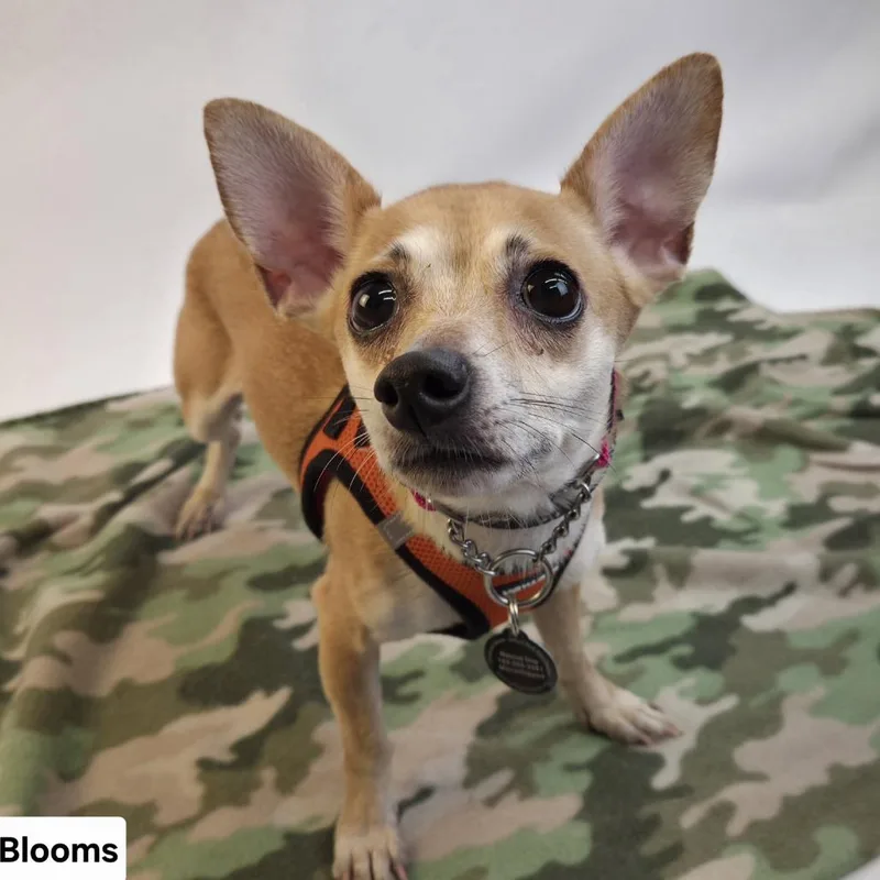 An adult small-sized female Yellow / Tan / Blond / Fawn Chihuahua dog named Blooms D for adoption in Princeton, MN