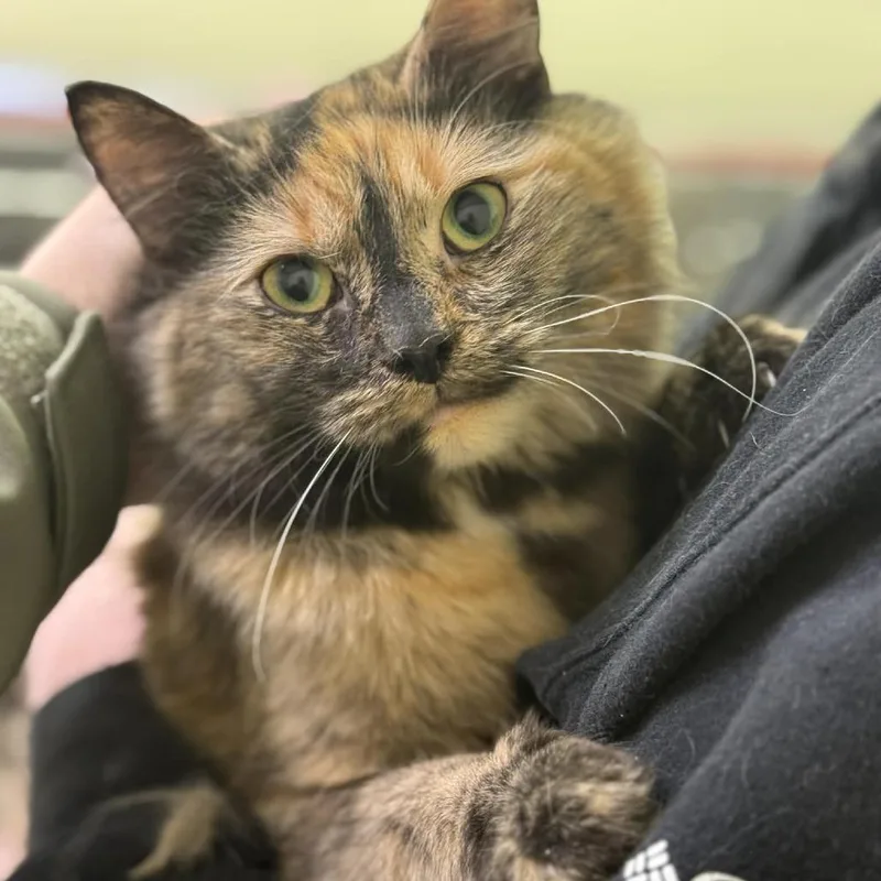 An adult medium-sized female Black Domestic Long Hair cat named Pumpkin  Bonded to for adoption in Fredericksburg, VA