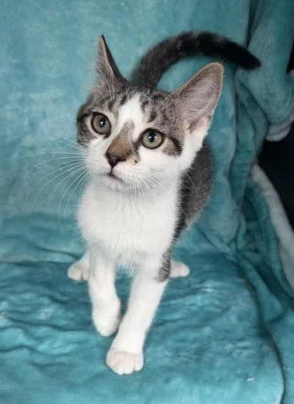 A baby medium-sized male Domestic Short Hair cat named 7083 (Dewey) for adoption in Lake City, MI