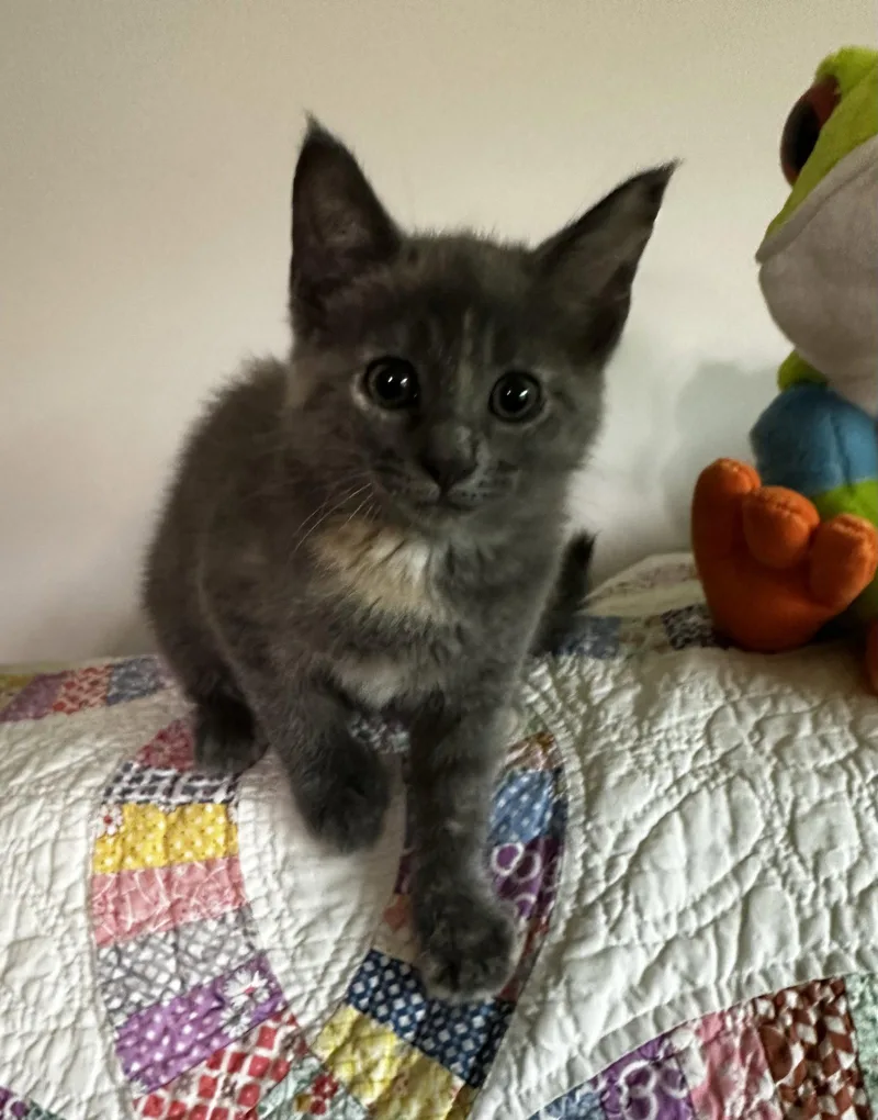 A baby medium-sized female Tortoiseshell cat named Carmilla for adoption in Georgetown, KY