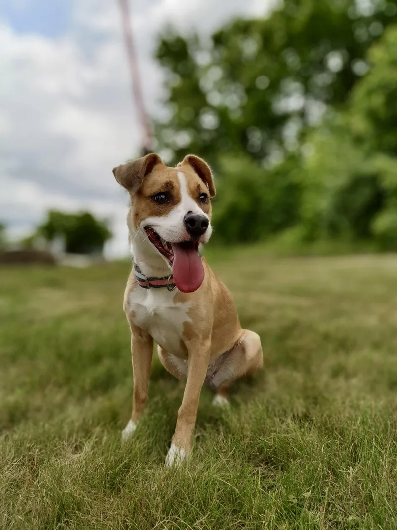 An adult medium-sized female Terrier dog named Buttons for adoption in Youngstown, OH