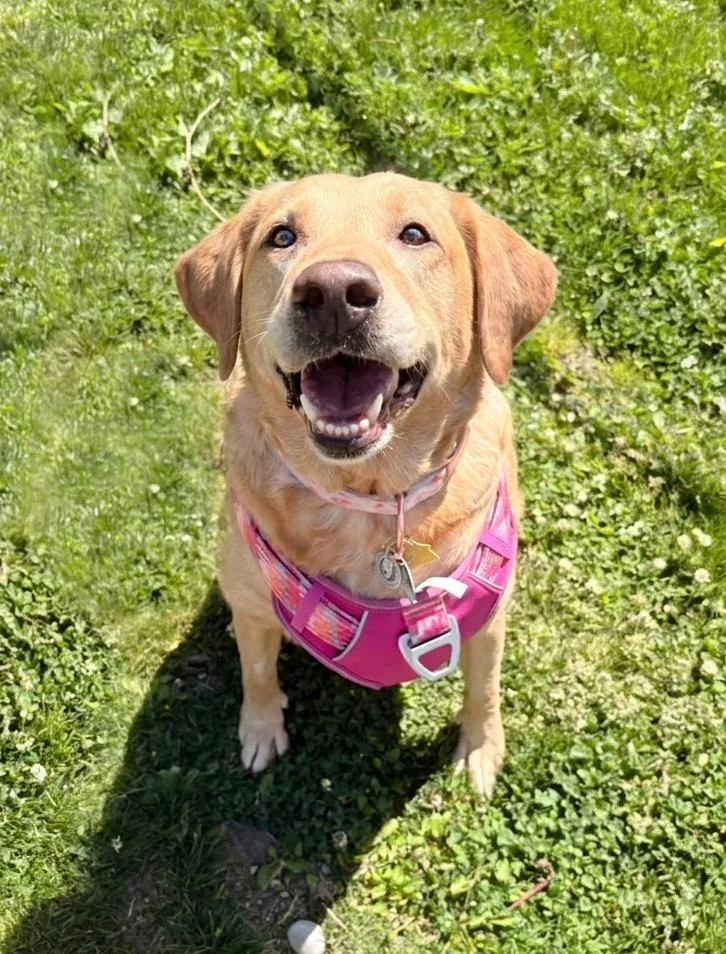 An adult large-sized female Yellow / Tan / Blond / Fawn Yellow Labrador Retriever dog named Roxy for adoption in Pontiac, MI