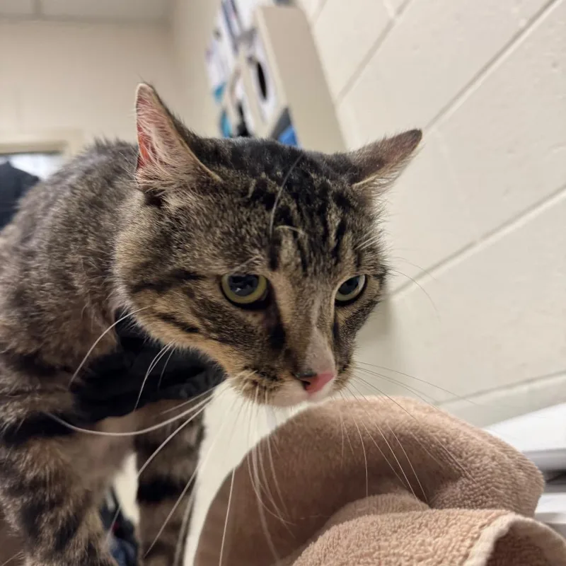 An adult medium-sized male Brown / Chocolate Domestic Short Hair cat named Charlie for adoption in Murray, UT