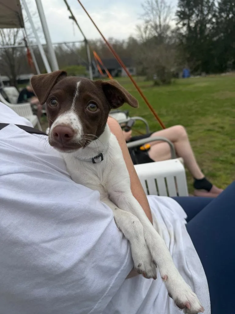 A baby small-sized female Whippet dog named Clove for adoption in Ewing, NJ