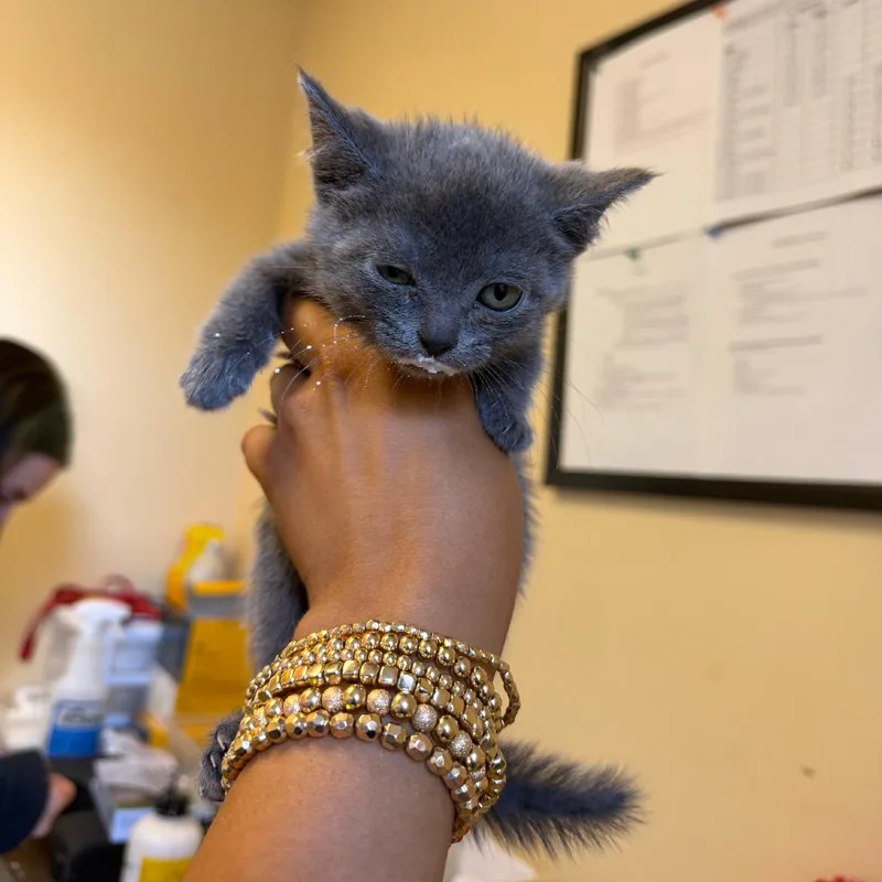 A baby small-sized male Gray / Blue / Silver Domestic Short Hair cat named Kiwi for adoption in New York, NY
