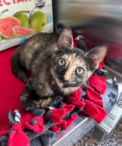 A baby small-sized female Domestic Short Hair cat named Storm for adoption in Westland, MI