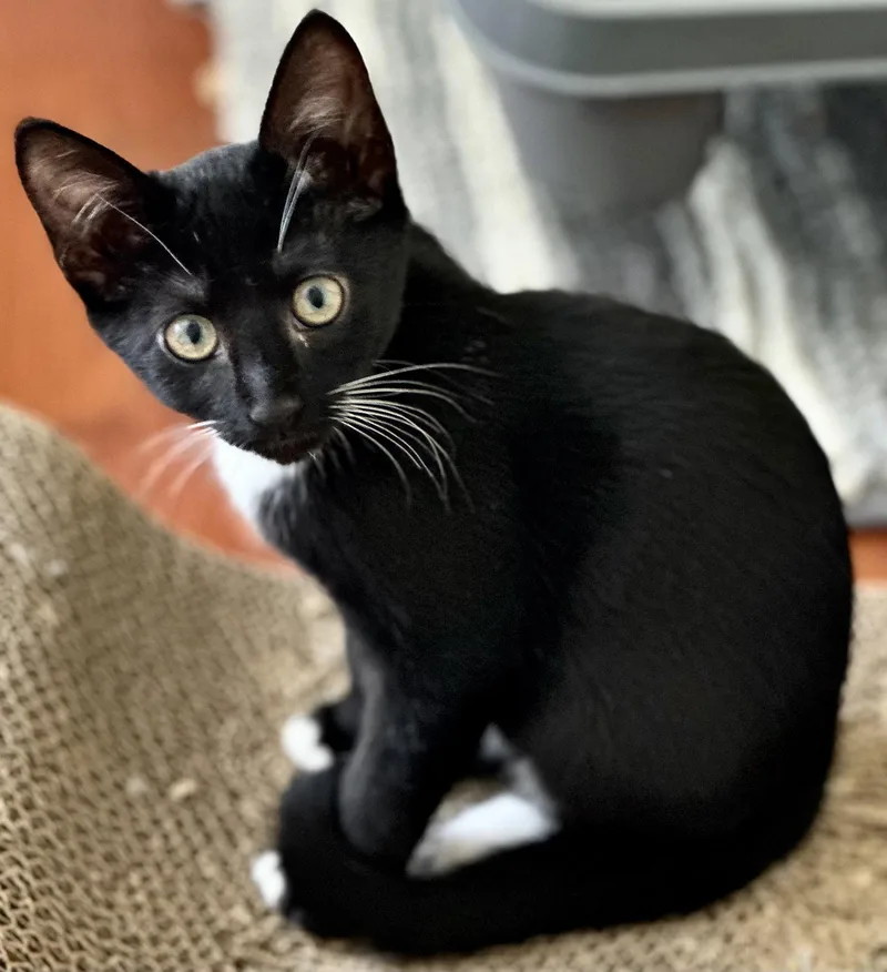 An adult medium-sized female Tuxedo cat named Ruby for adoption in Fort Myers, FL