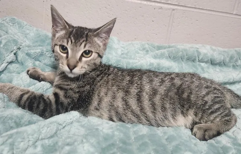 A young medium-sized male Domestic Short Hair cat named Decker @ Petsmart Jackson for adoption in Lexington, TN