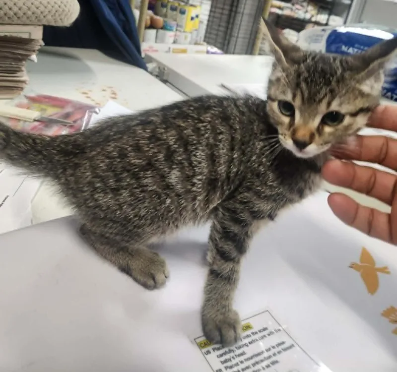 Decker @ Petsmart Jackson thumbnail 2