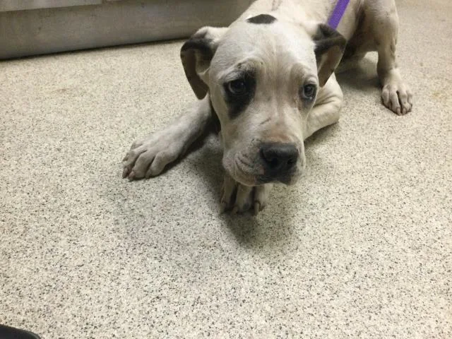 A young small-sized female Boxer dog named Sally for adoption in Riverside, CA