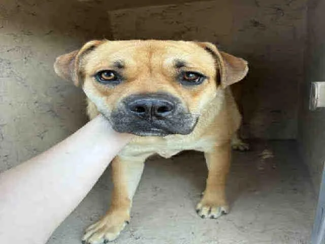 A young medium-sized female Pug dog named Ladybug for adoption in Bonita, CA