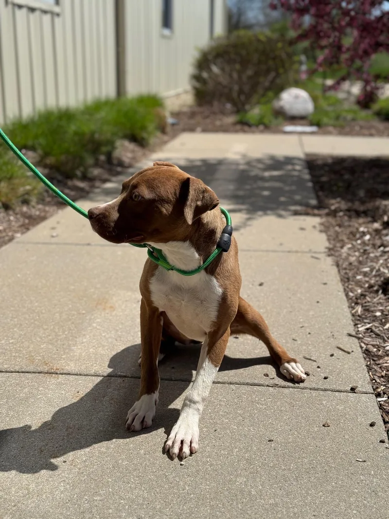 Honey Pie thumbnail 2