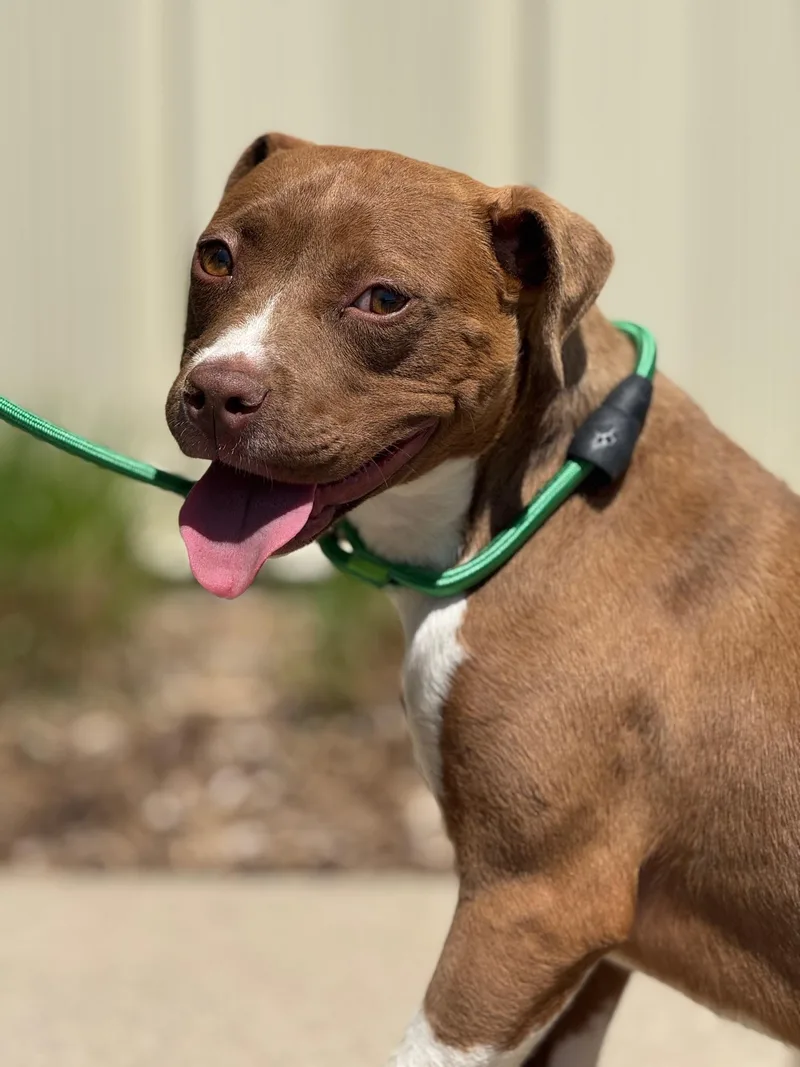 A baby medium-sized female Brown / Chocolate Pit Bull Terrier dog named Honey Pie for adoption in Benton Harbor, MI