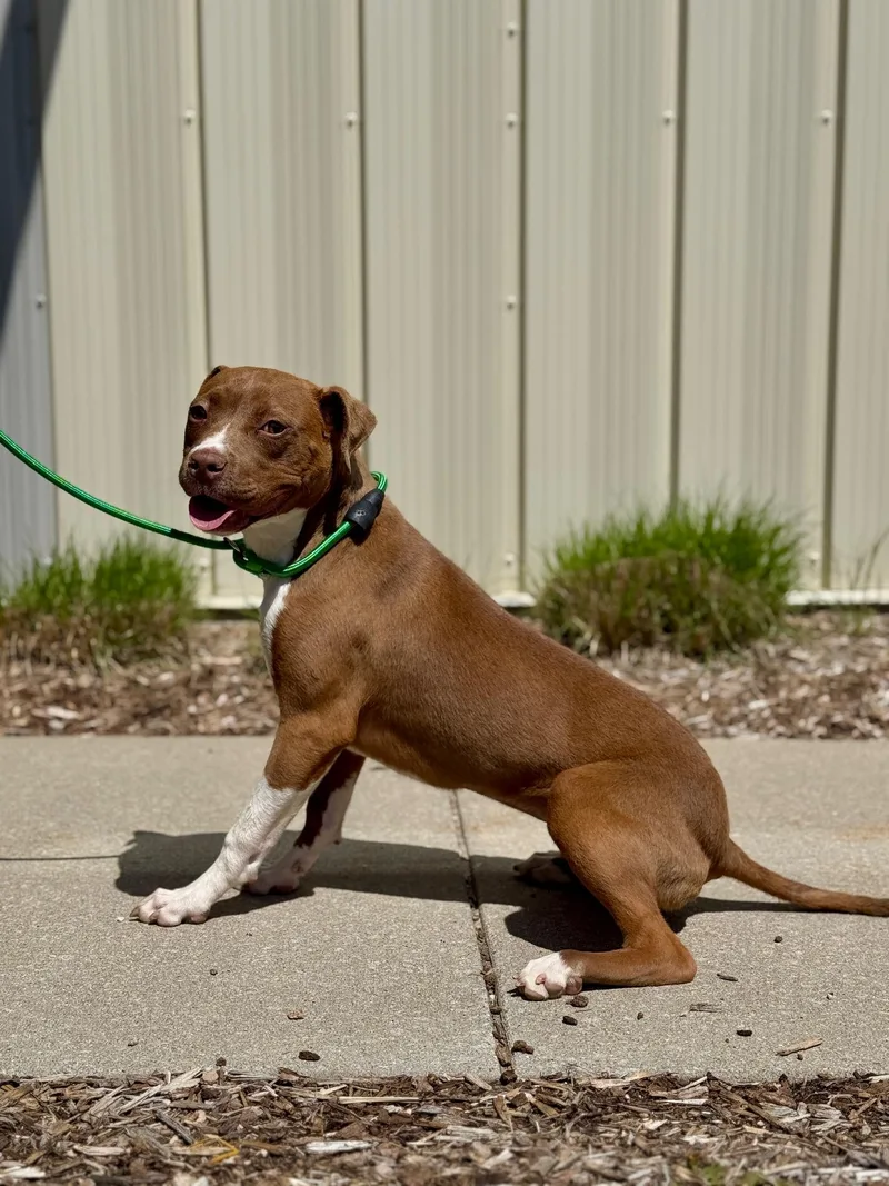 Honey Pie thumbnail 3