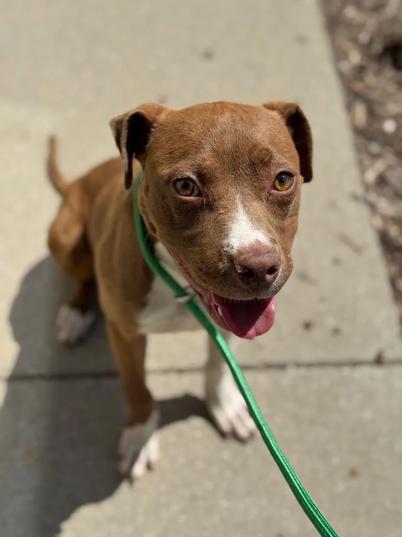 Honey Pie thumbnail 4