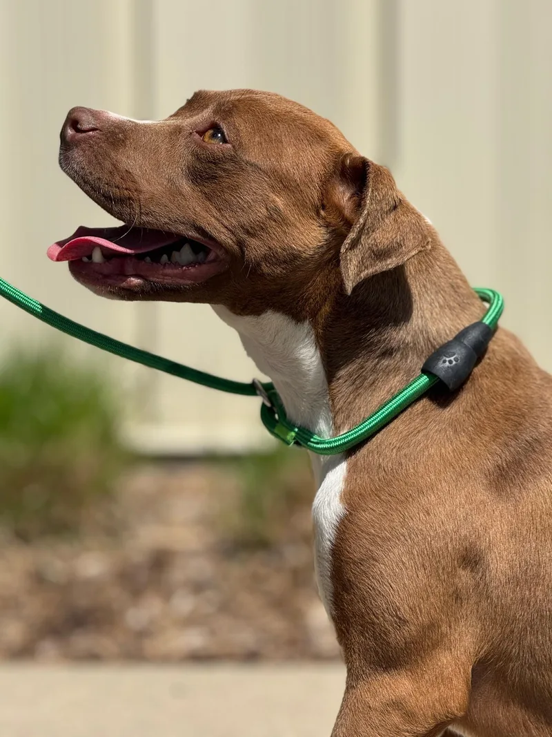 Honey Pie thumbnail 5