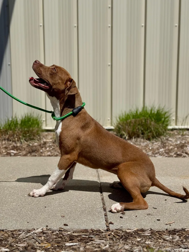 Honey Pie thumbnail 6