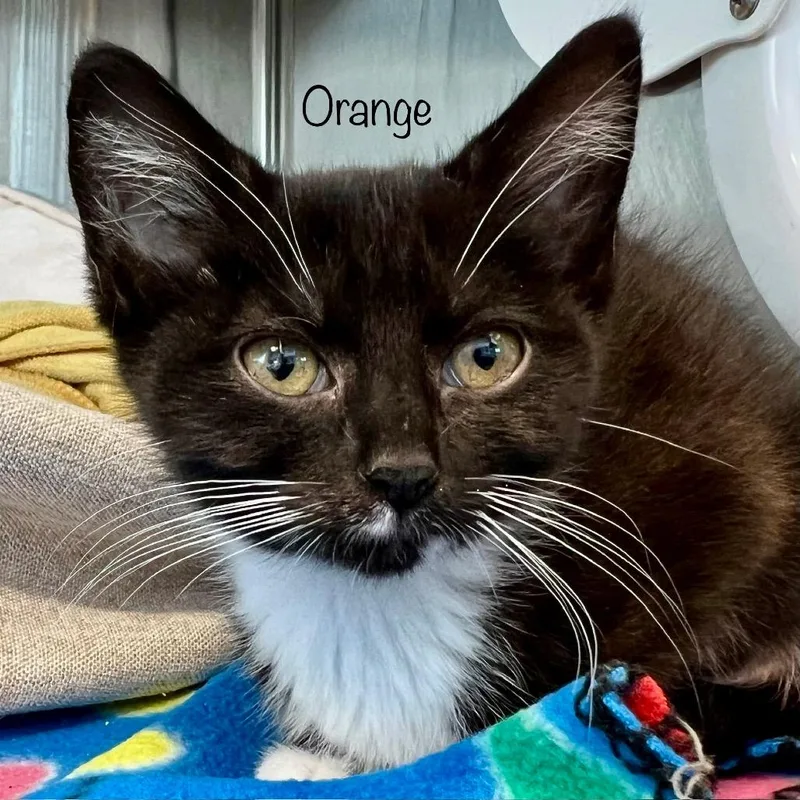 Orange
