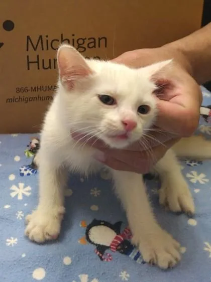 An adult medium-sized male Domestic Short Hair cat named Bluey for adoption in Westland, MI