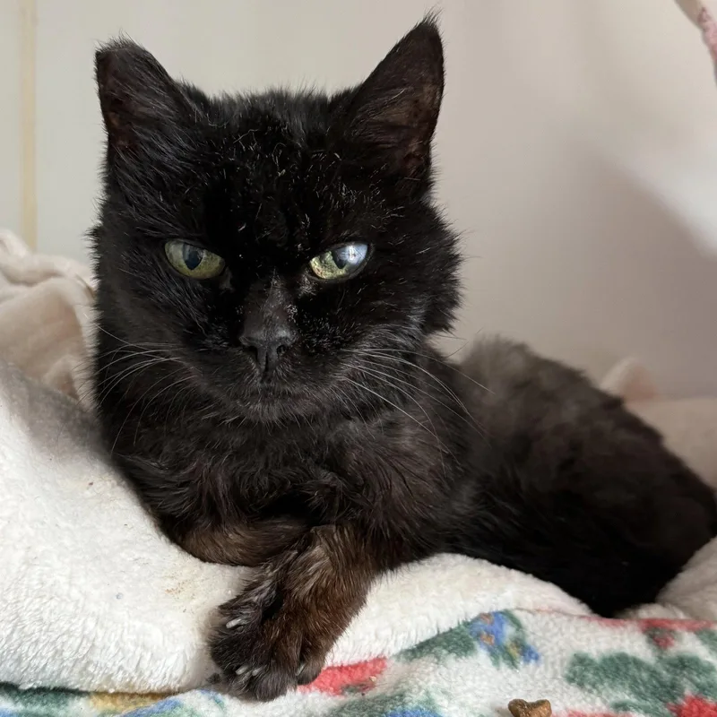 A senior medium-sized female Black Domestic Short Hair cat named Shaggy Cat for adoption in Oakland, CA