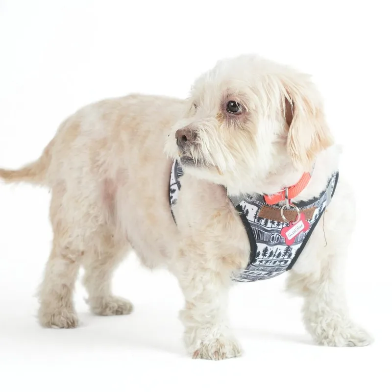 A senior medium-sized male White / Cream Miniature Poodle dog named Qualifier for adoption in San Francisco, CA