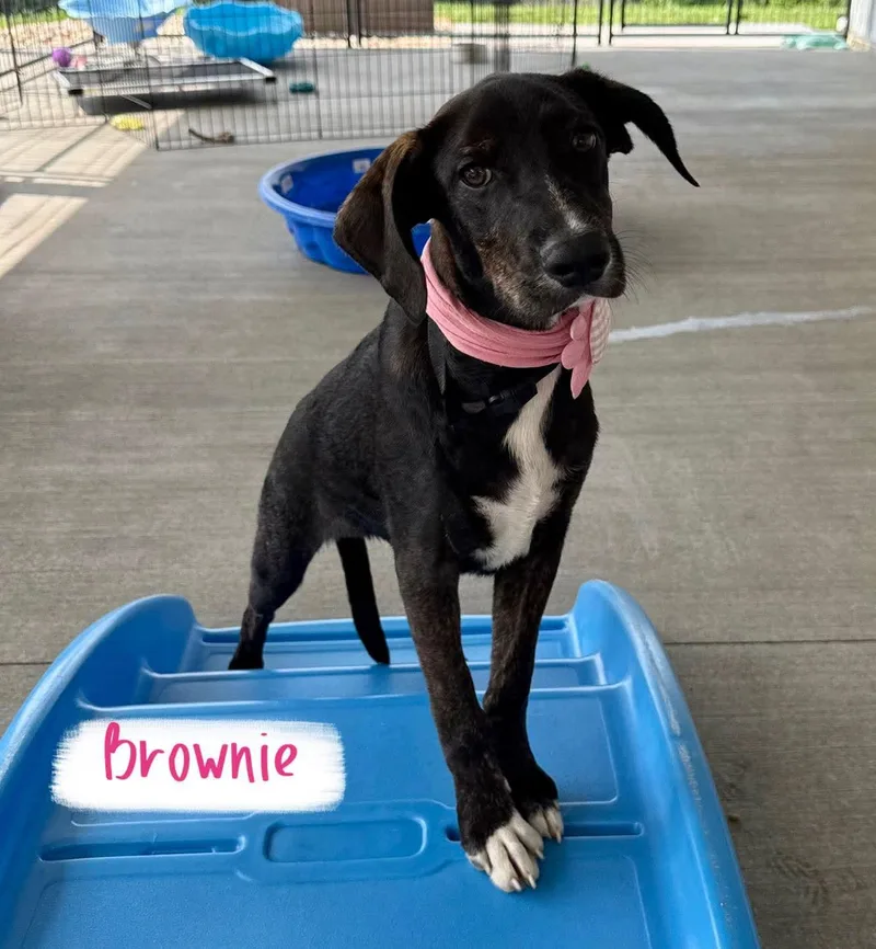 A baby medium-sized female Hound dog named Brownie for adoption in Washington , PA