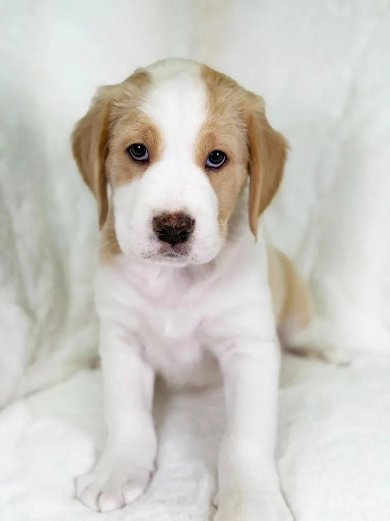 Herb Litter  Oregano