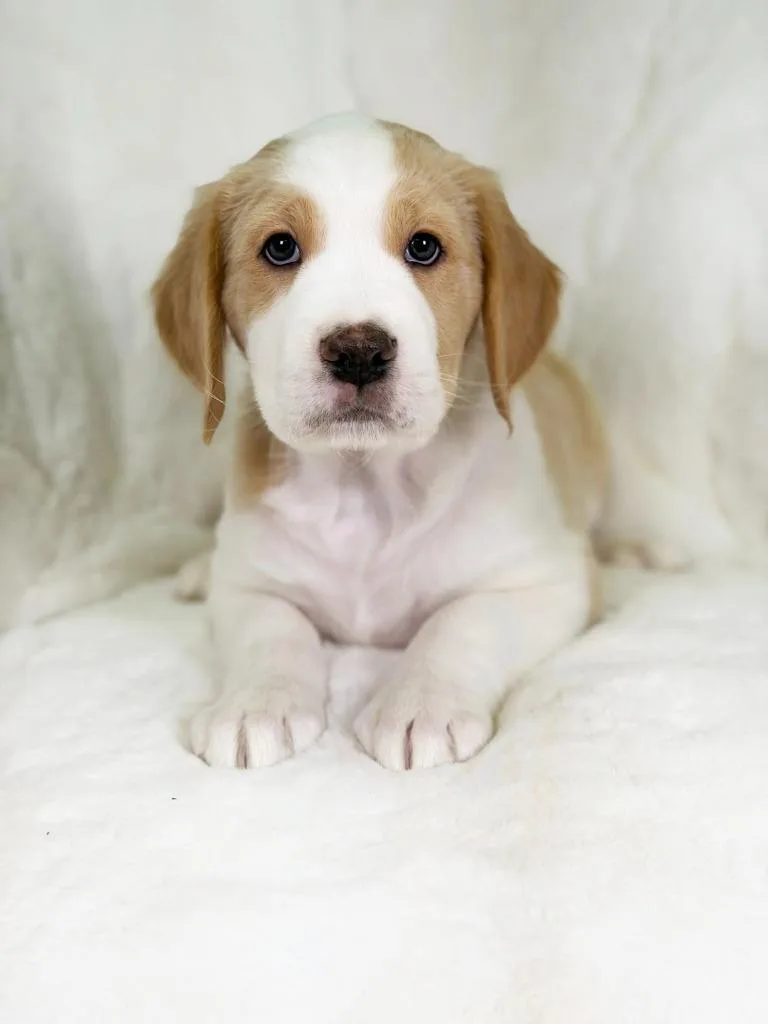 Herb Litter  Oregano thumbnail 2