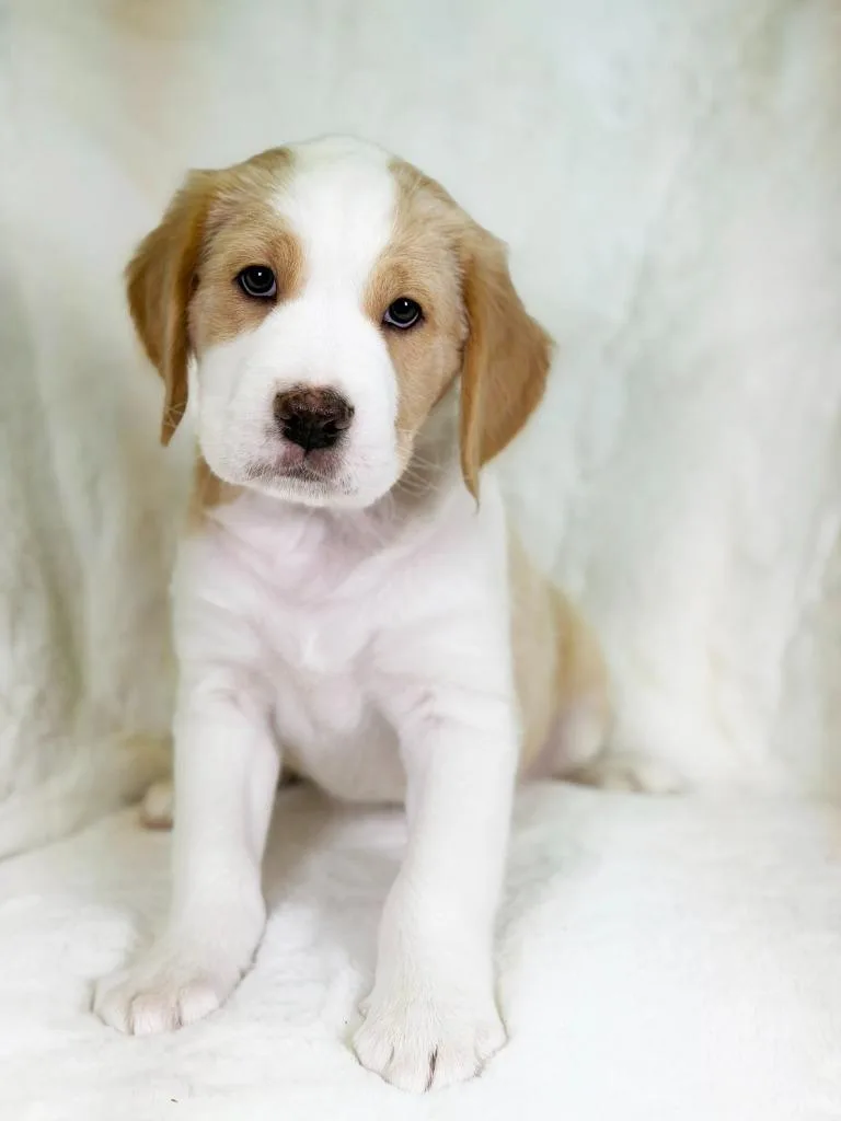 Herb Litter  Oregano thumbnail 3