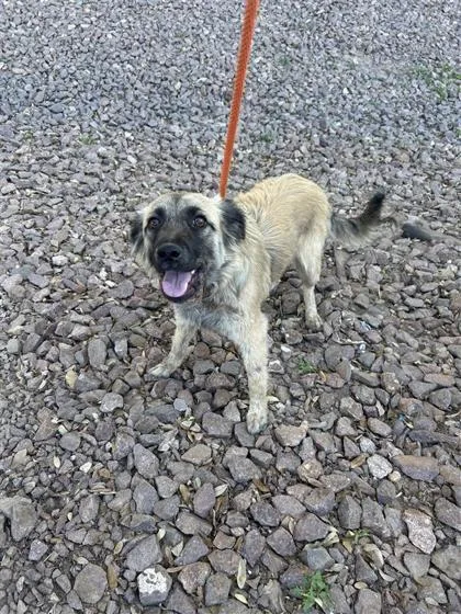An adult small-sized female Brown / Chocolate Mixed Breed dog named Belle for adoption in El Paso, TX