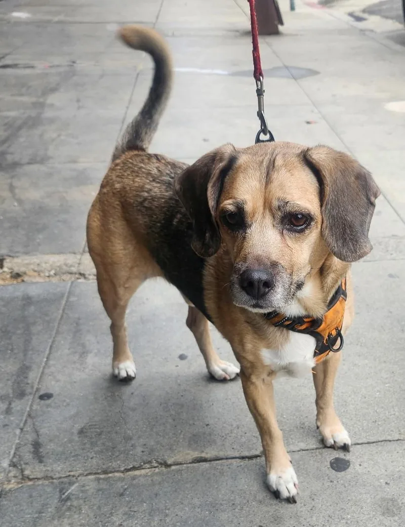 A senior medium-sized male Beagle dog named Buddy for adoption in Elk Grove, CA