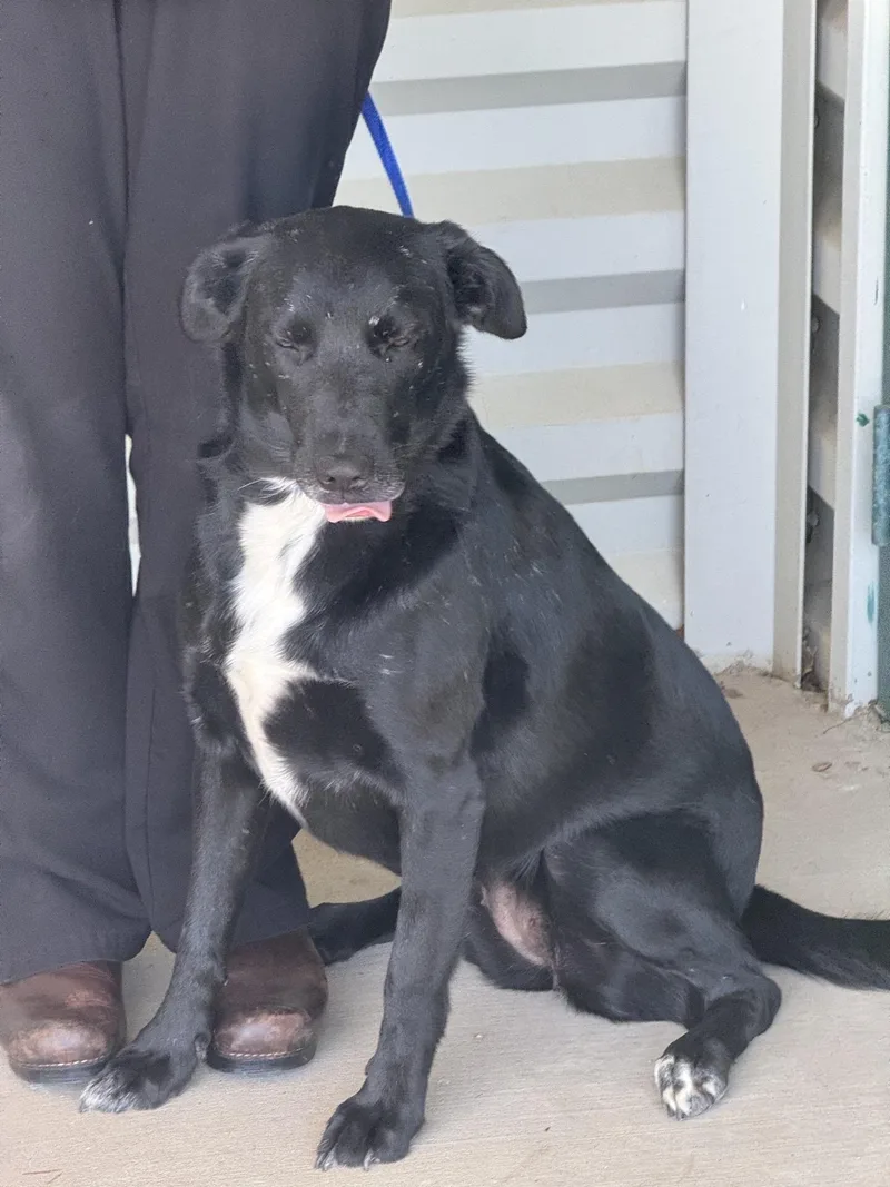 An adult medium-sized female Labrador Retriever dog named Sadie for adoption in Sonora, CA